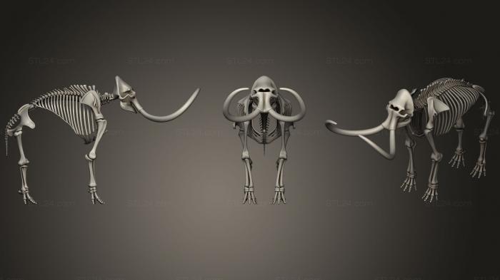 Анатомия скелеты и черепа (Скелет мамонта, ANTM_0873) 3D модель для ЧПУ станка